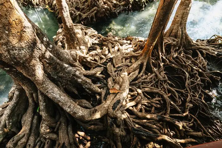 Tree Roots in Sewer Lines